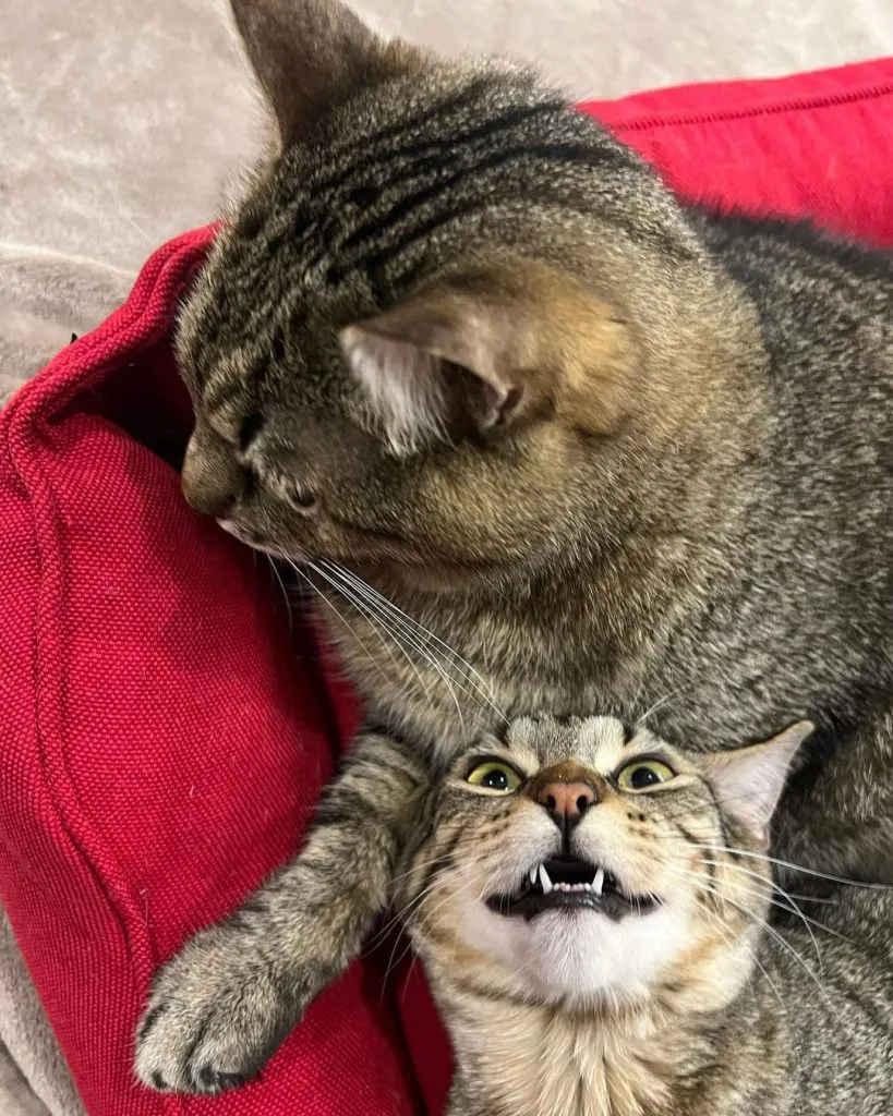 кіт Степан та кішка Степанія до весілля