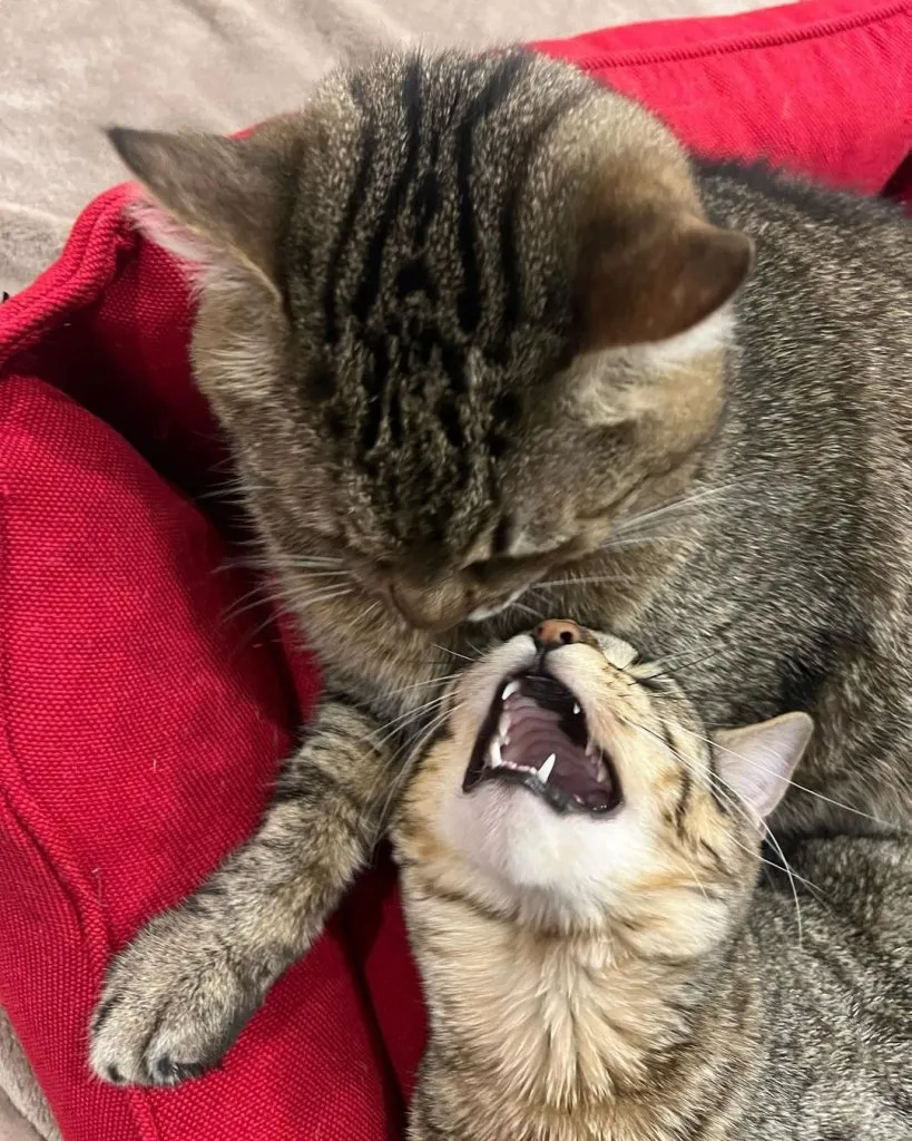 сімейне фото кота Степана