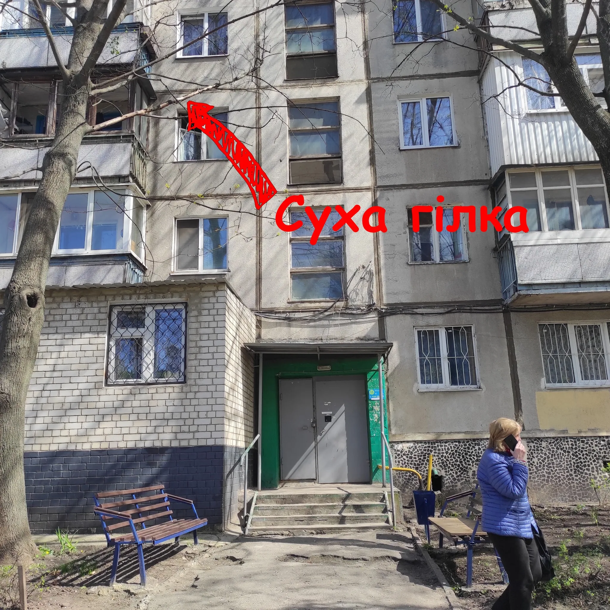 Дерева