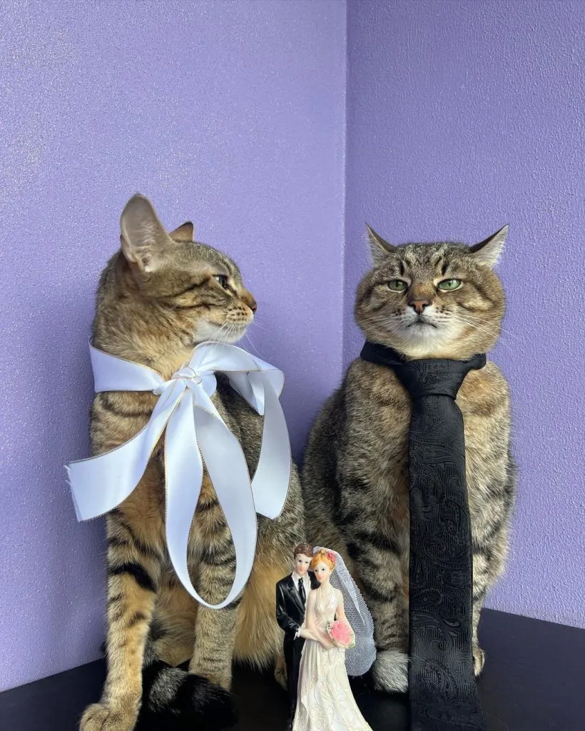 кіт Степан і Стефанія