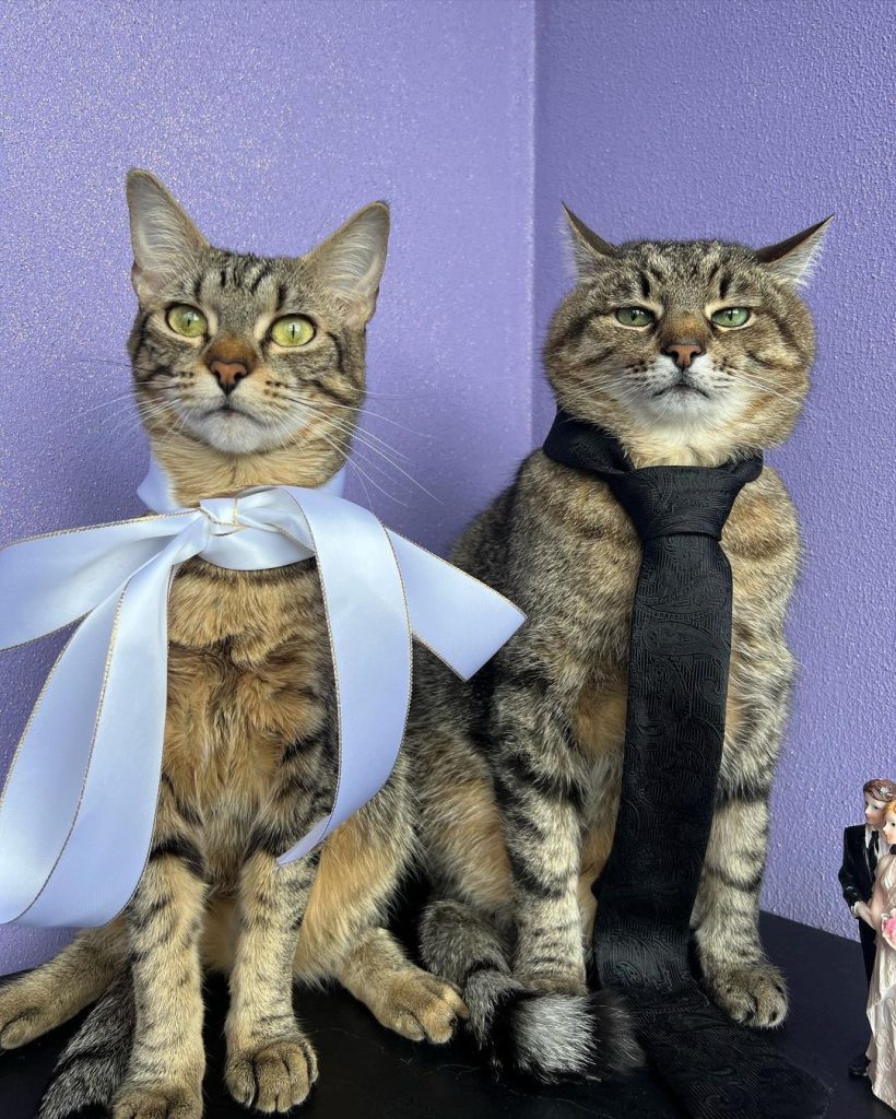 кішка Стефанія вийшла заміж за кота Степана
