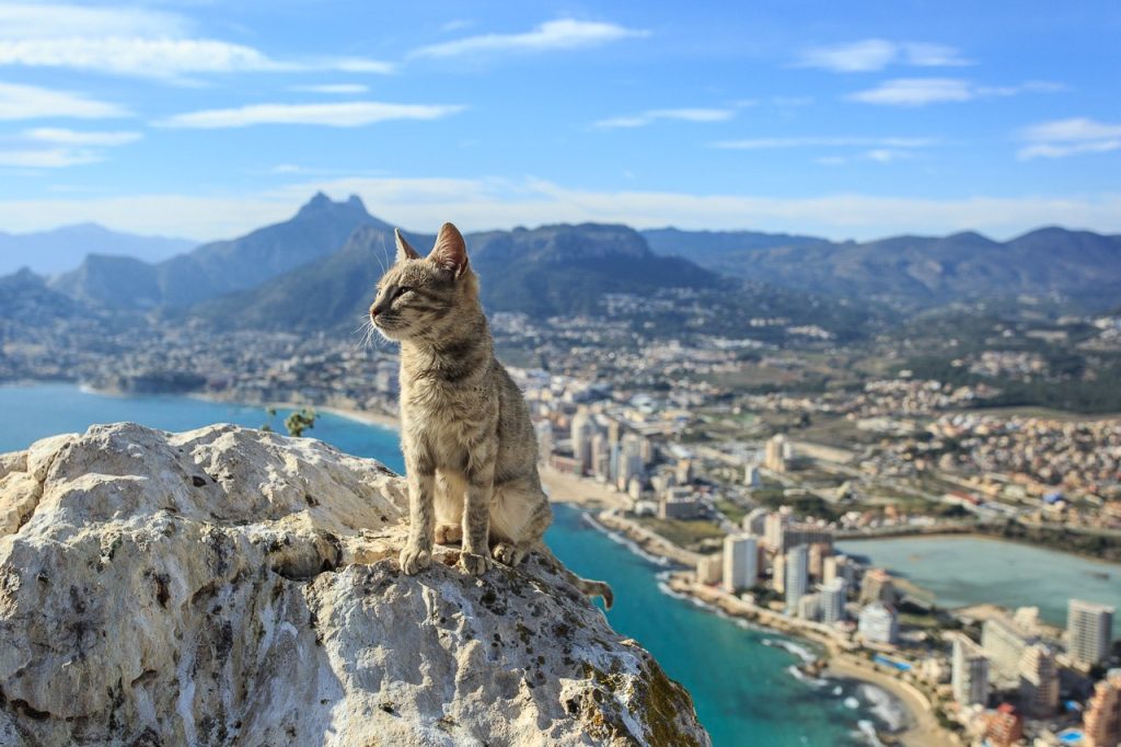 Кіт на вершині скелі Іфач у Кальпі, Іспанія, фото: Олександр Осіпов