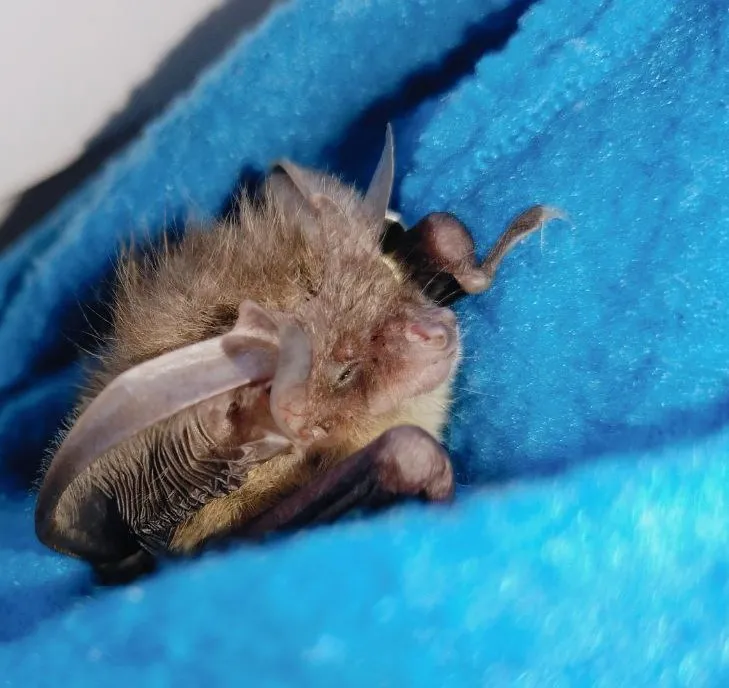 вухань австрійський харків