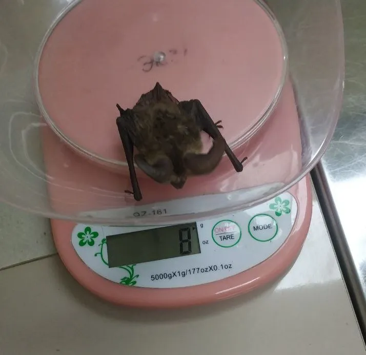 вухань австрійський харків