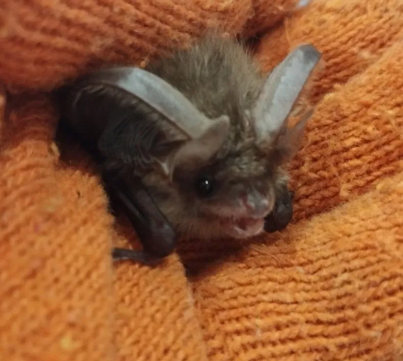 вухань австрійський харків