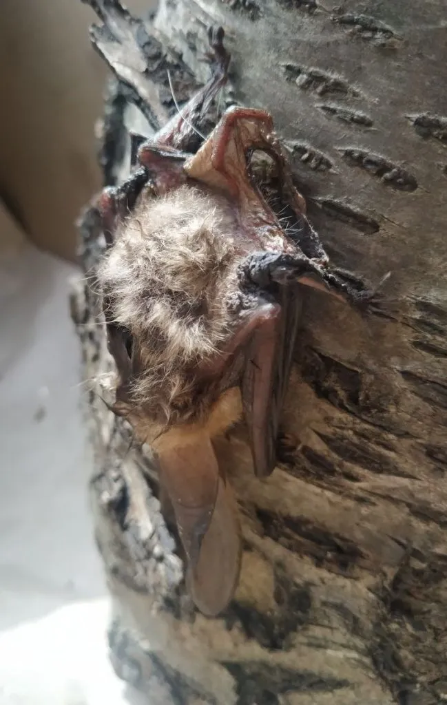 вухань австрійський харків