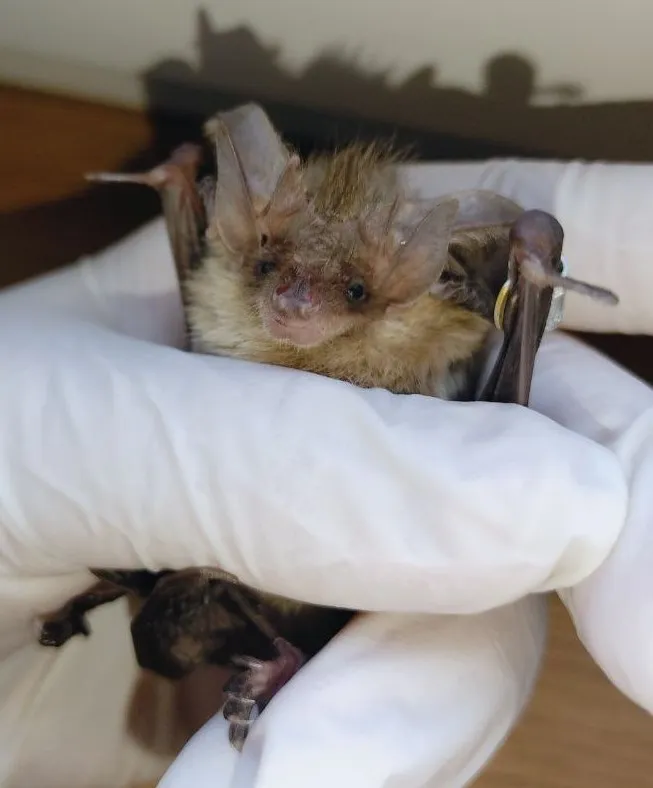 вухань австрійський харків