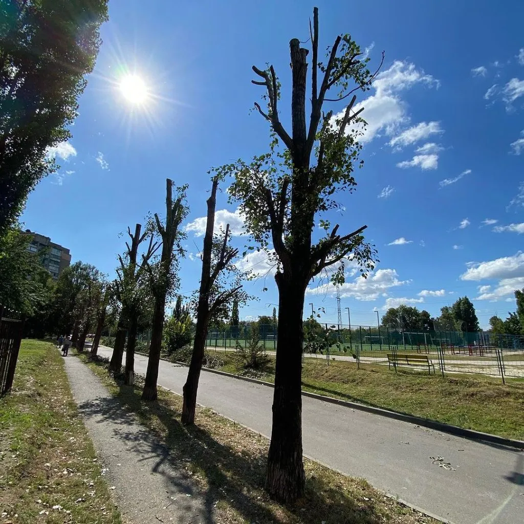 Щороку від варварської обрізки у Харкові страждають кілька десятків дерев