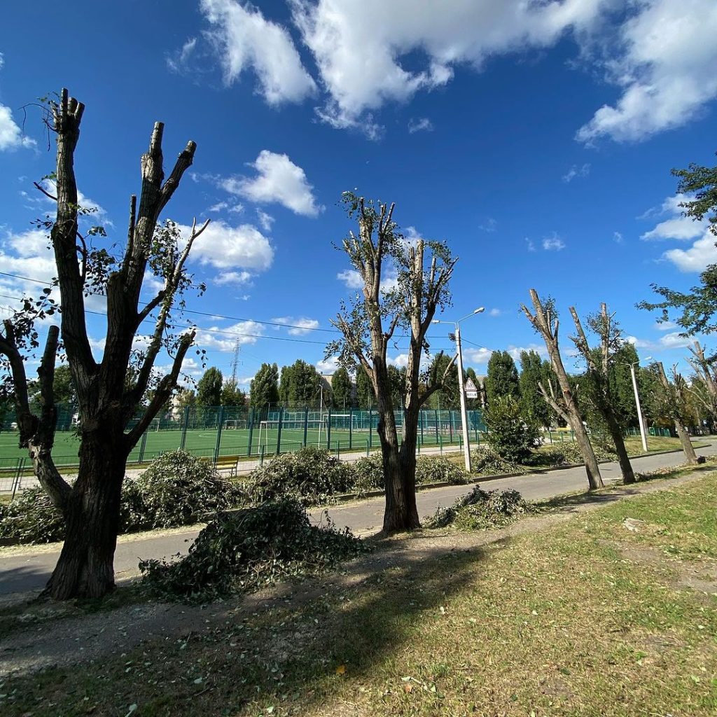 Щороку від варварської обрізки у Харкові страждають десятки дерев
