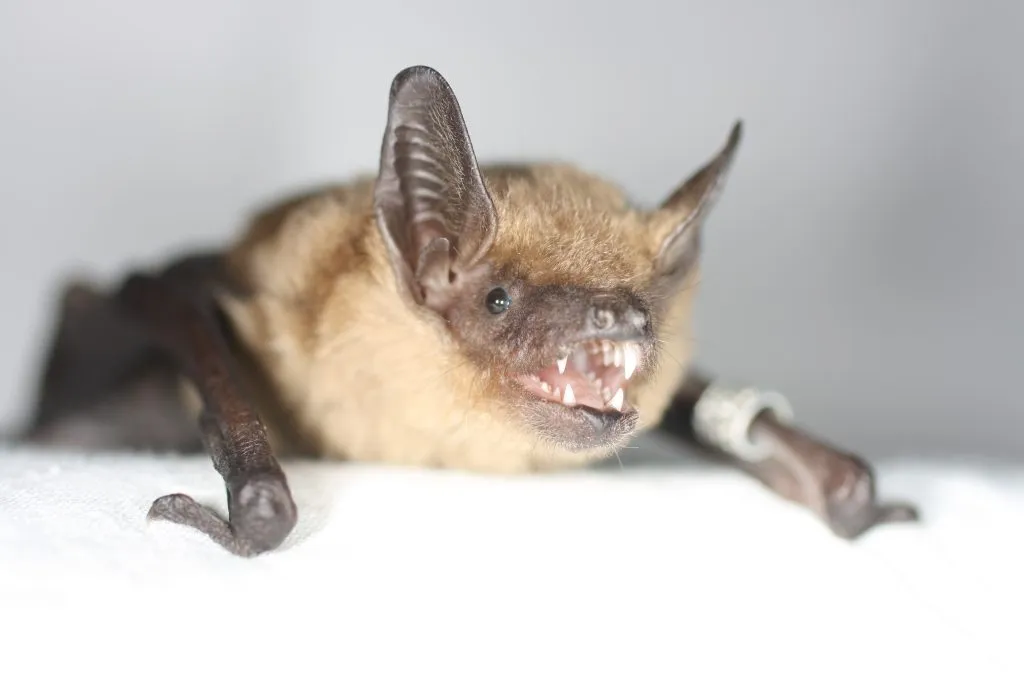 Пізній пергач. Фото Українського центру реабілітації рукокрилих