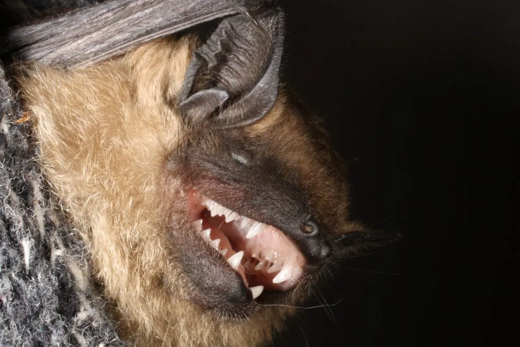 Пізній кажан. Фото Українського центру реабілітації рукокрилих