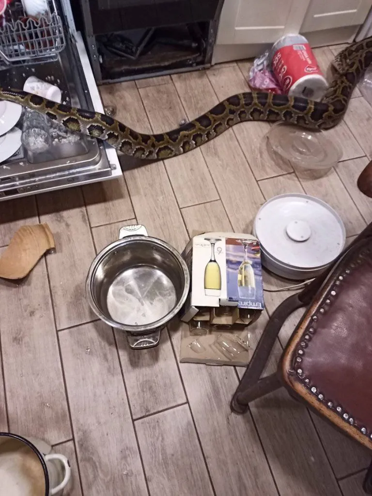 Пітон з Куп'янська розгромив всю кухню у пошуках їжі. Фото Дмитра Шабанова