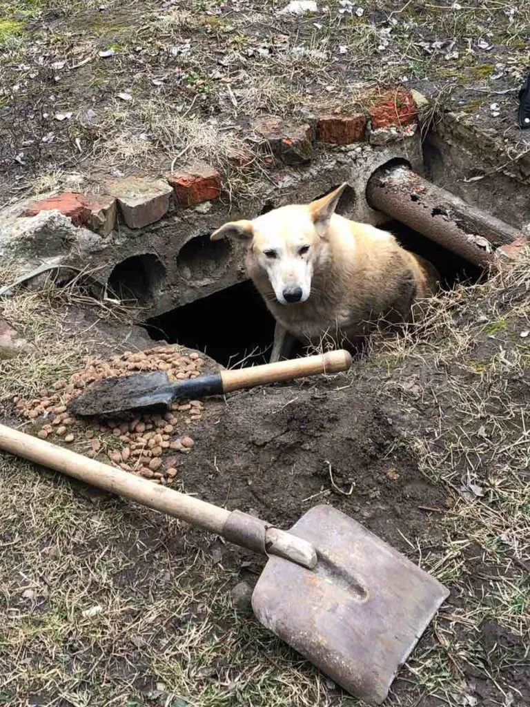 Собака з Пісочина, що застряг під землею через російські обстріли