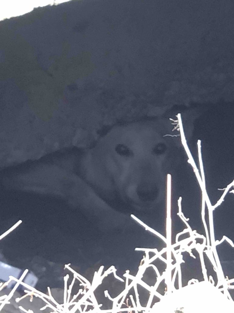 Собака з Пісочина, що застряг під землею через російські обстріли