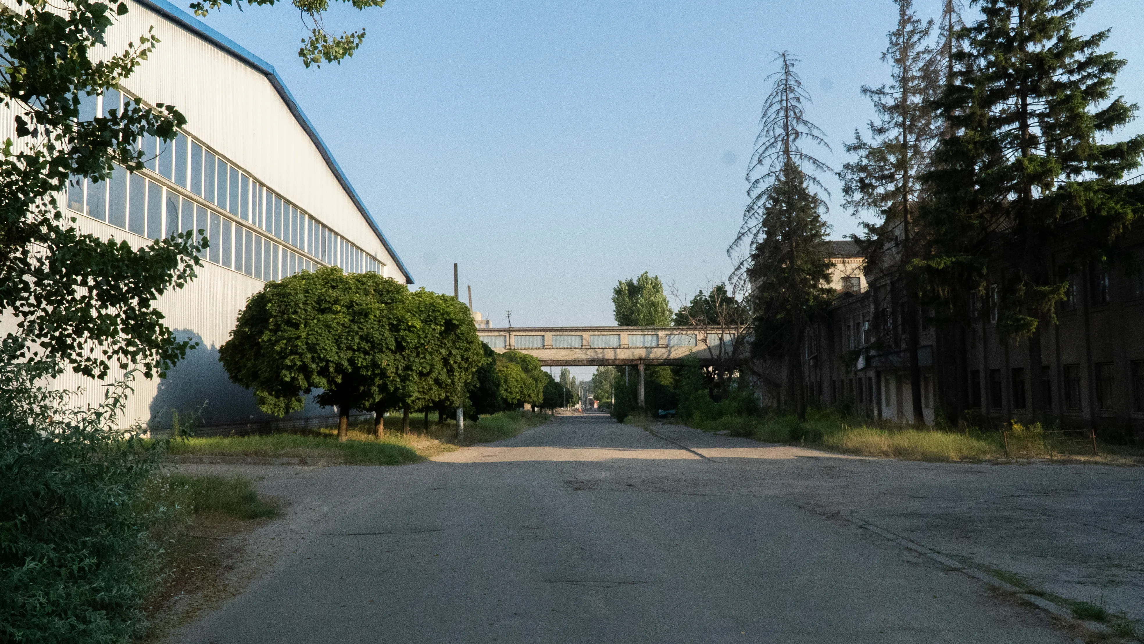 ліс