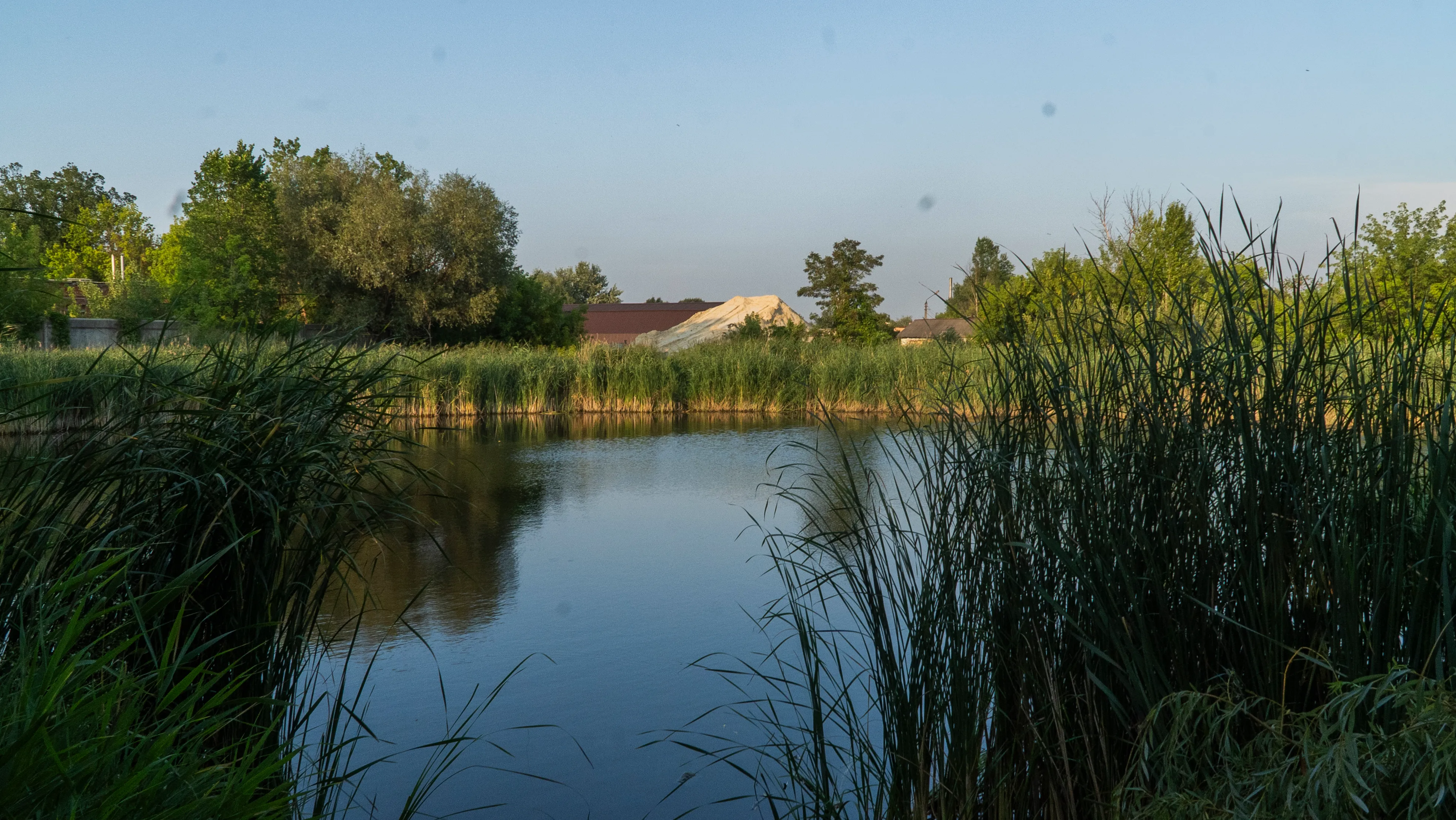 ліс