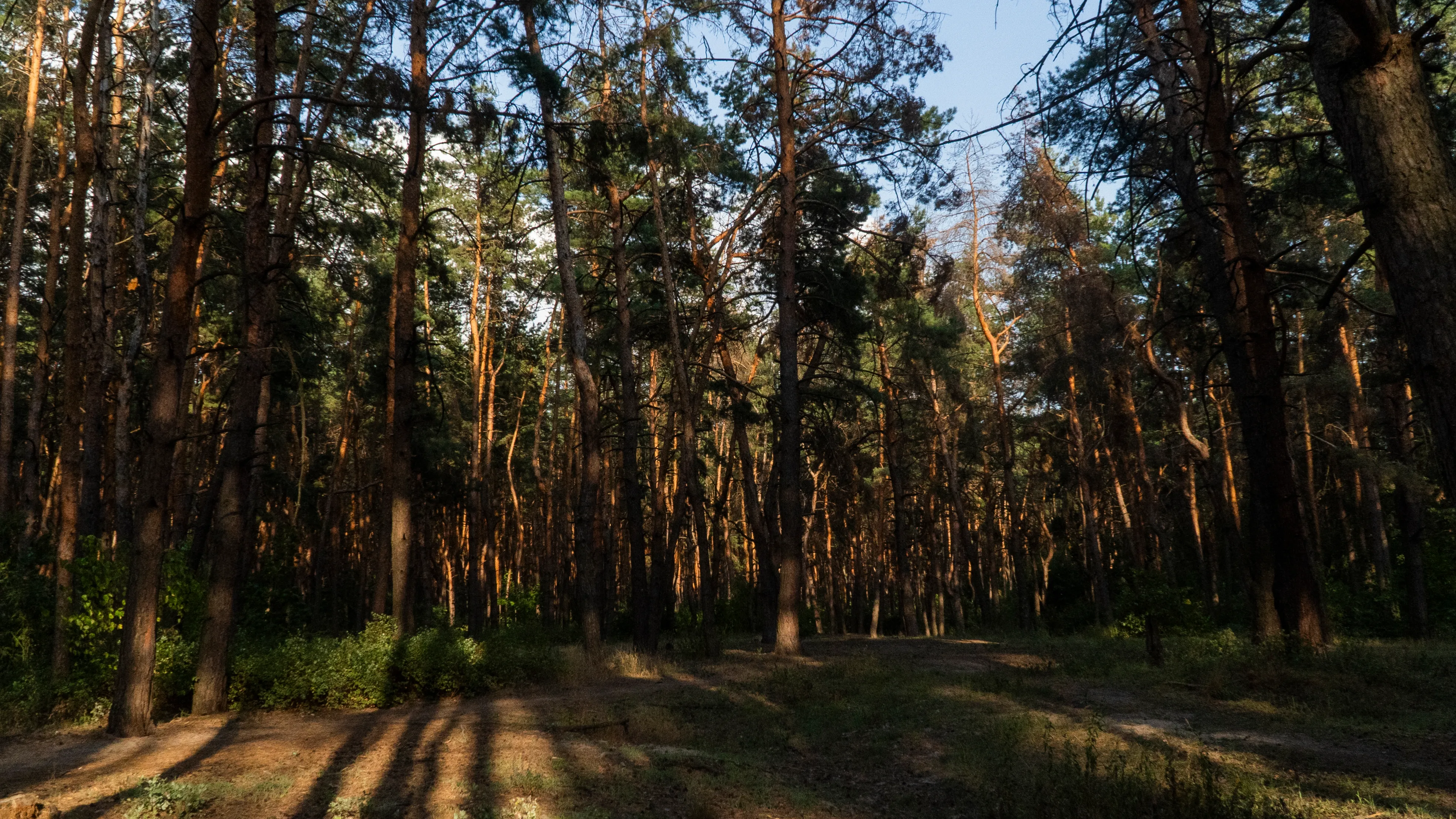 ліс