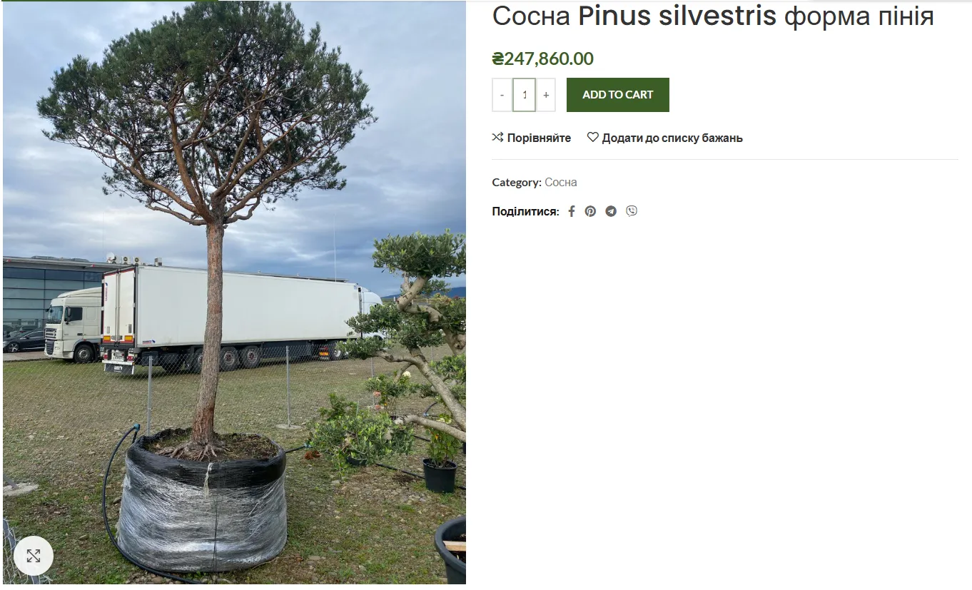 У центрі Харкова висадили сосни за мільйони гривень: що відомо про закупівлю