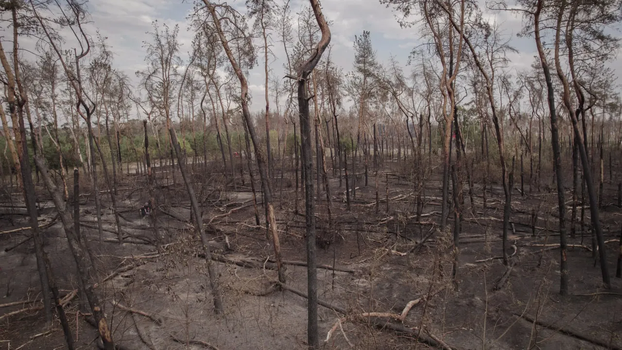 журавлівський ліс Харків
