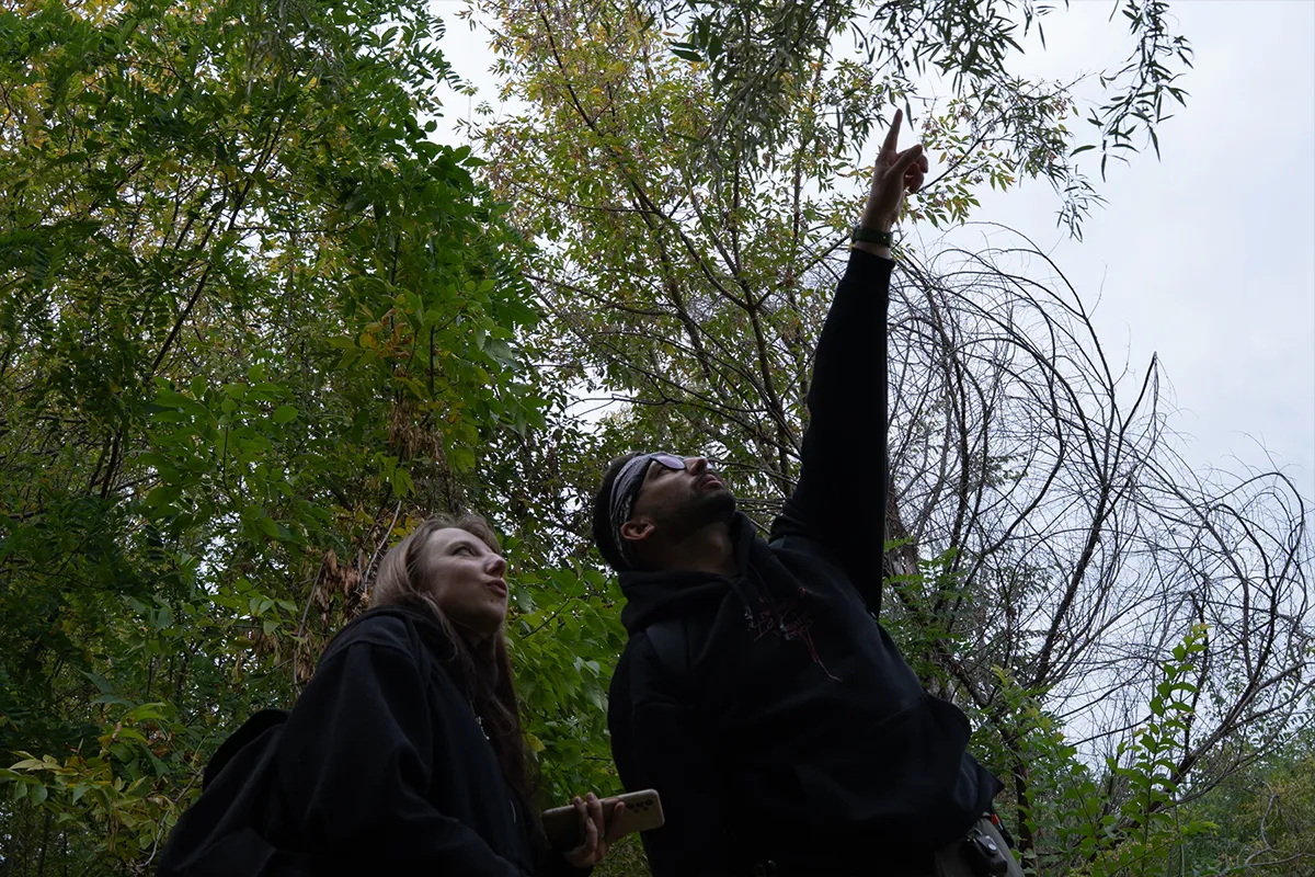 олексіївка ліс пятихатки