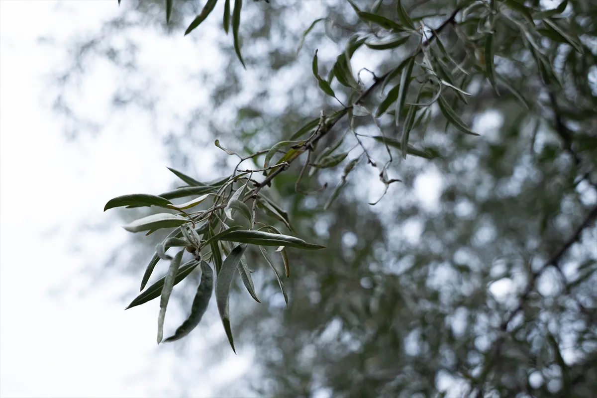 олексіївка перемоги ліс