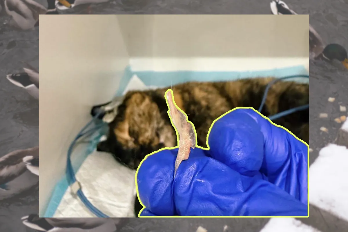 Фото уламку кістки, який вилучили з кишківника кішки. Фото: Вікторія Фільштінська-Лялько