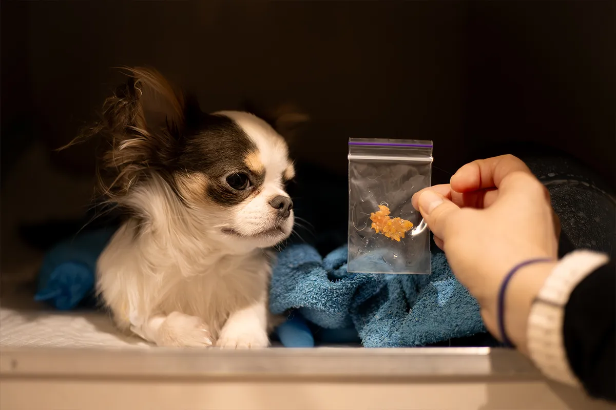 Вилучена їжа