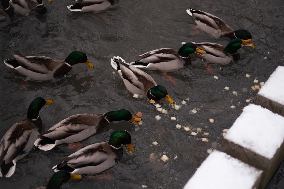 Качок кормлять хлібом