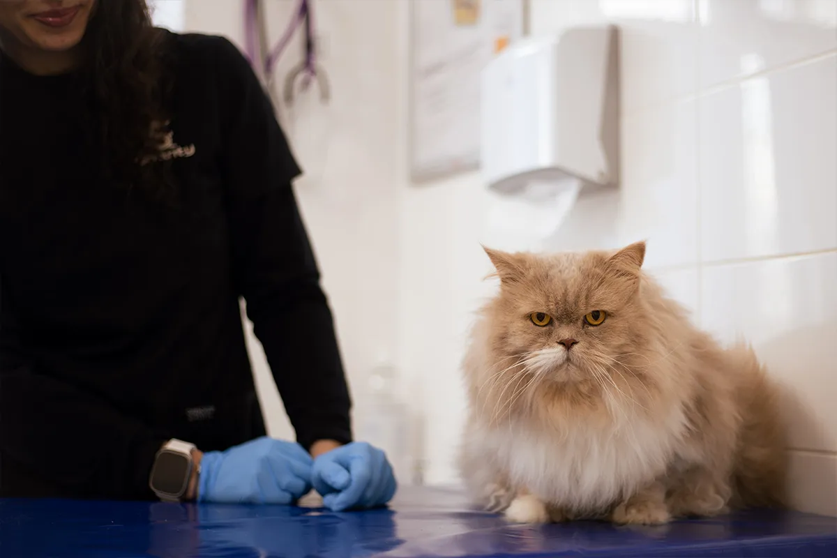 Вікторія та кіт у ветклініці