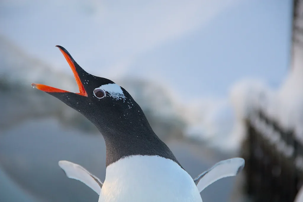 арктичні звірі