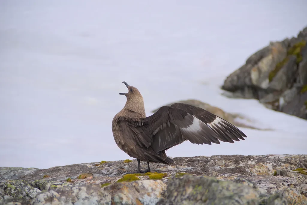 арктичні звірі