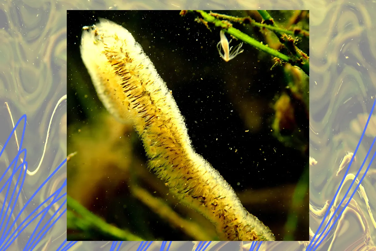 морська губка