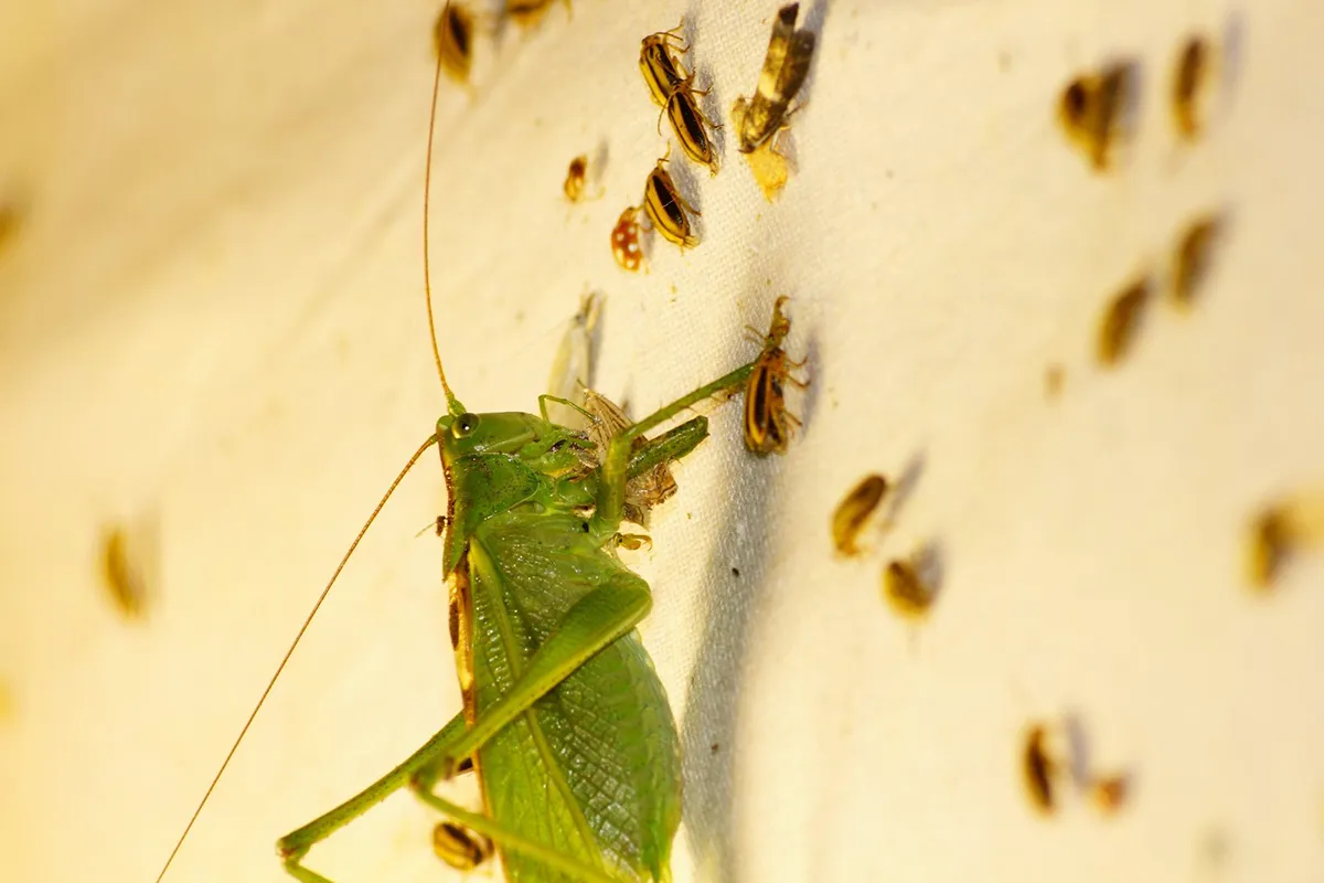 стрибунець