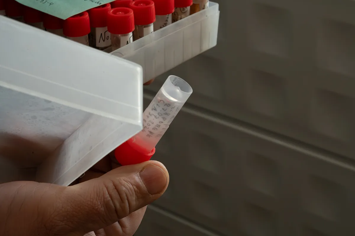 Зразки досліджень. Фото: Марія Федченко