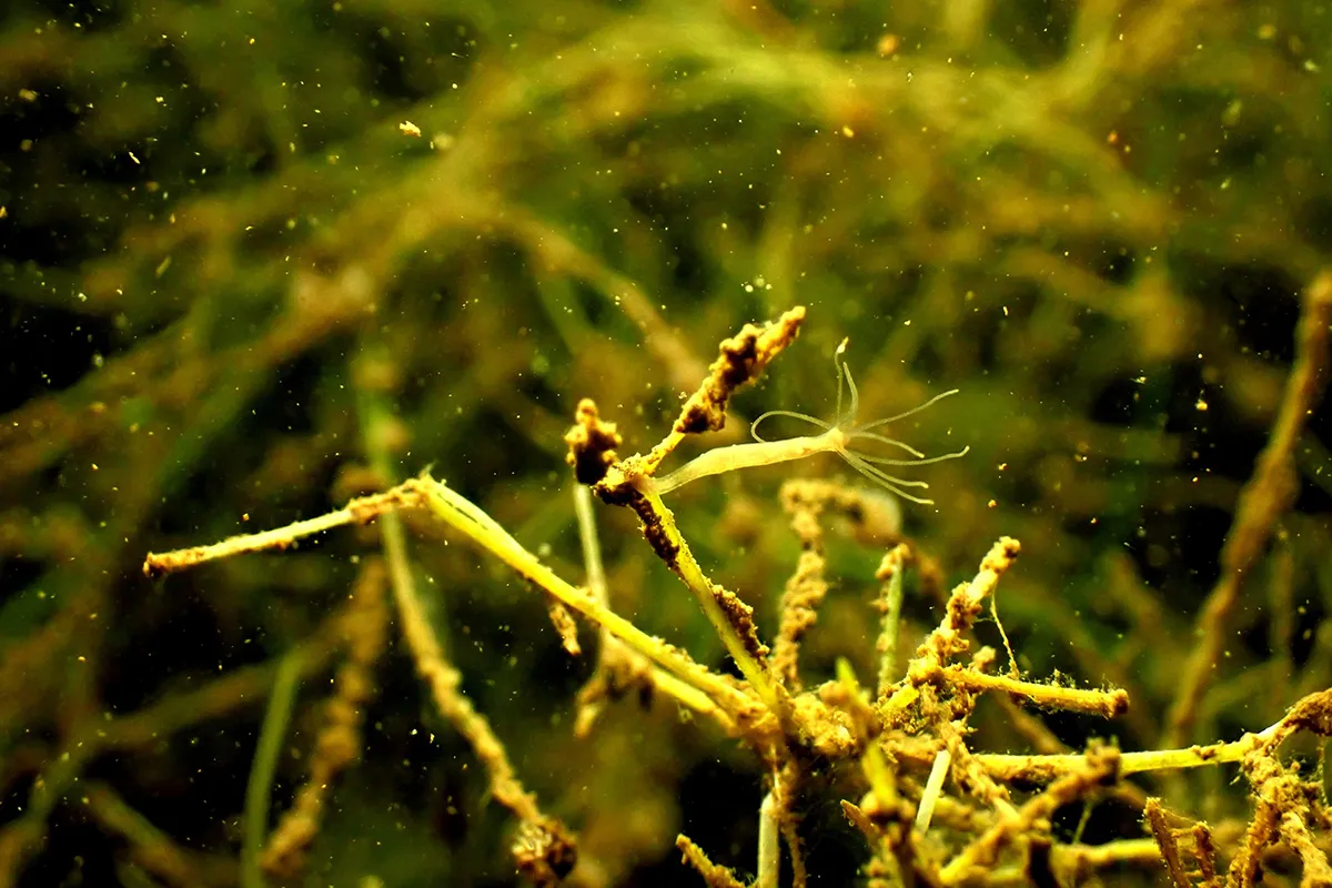 морські жителі