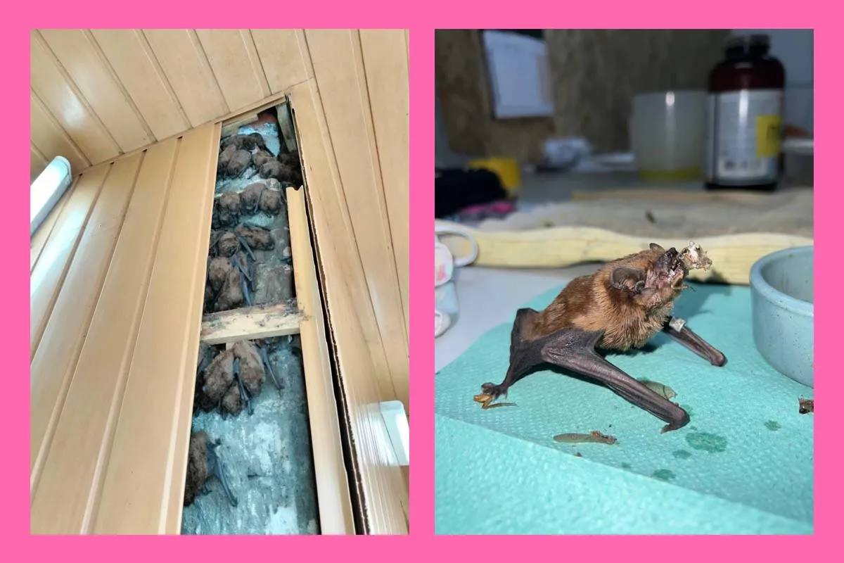 900 кажанів Харків