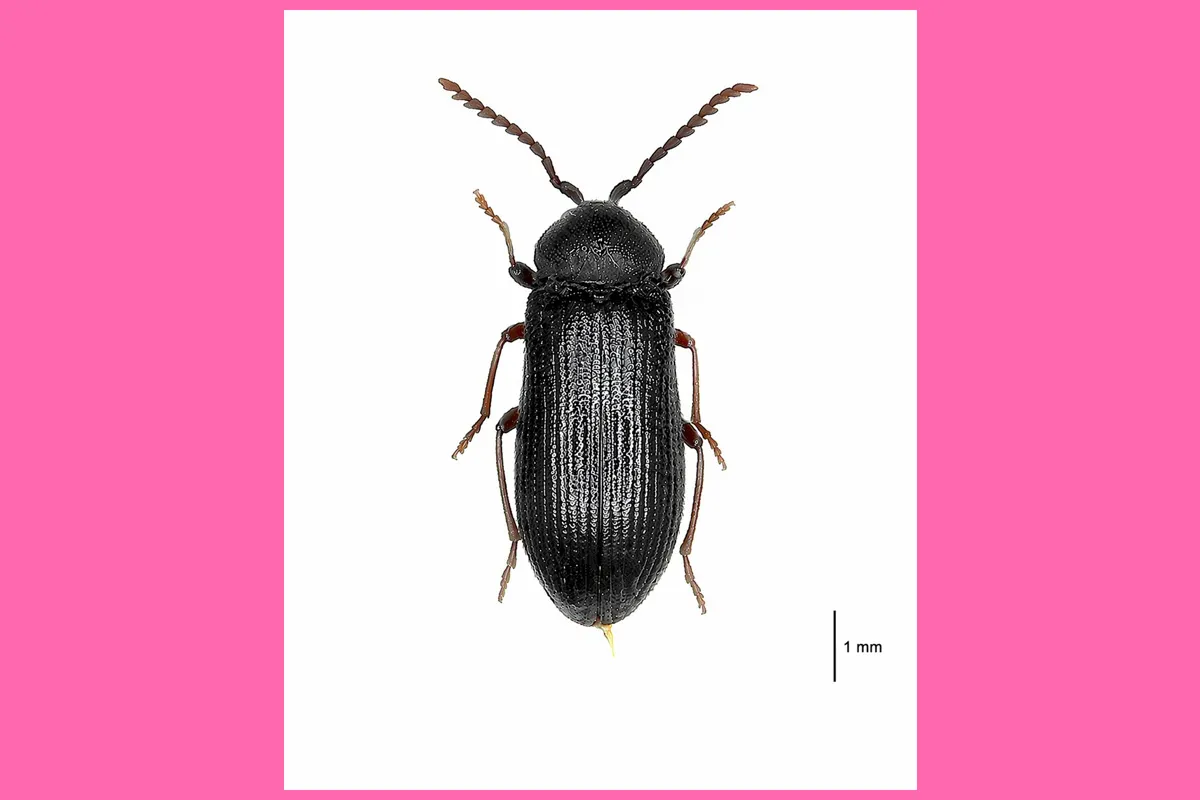 жук червона книга Харків