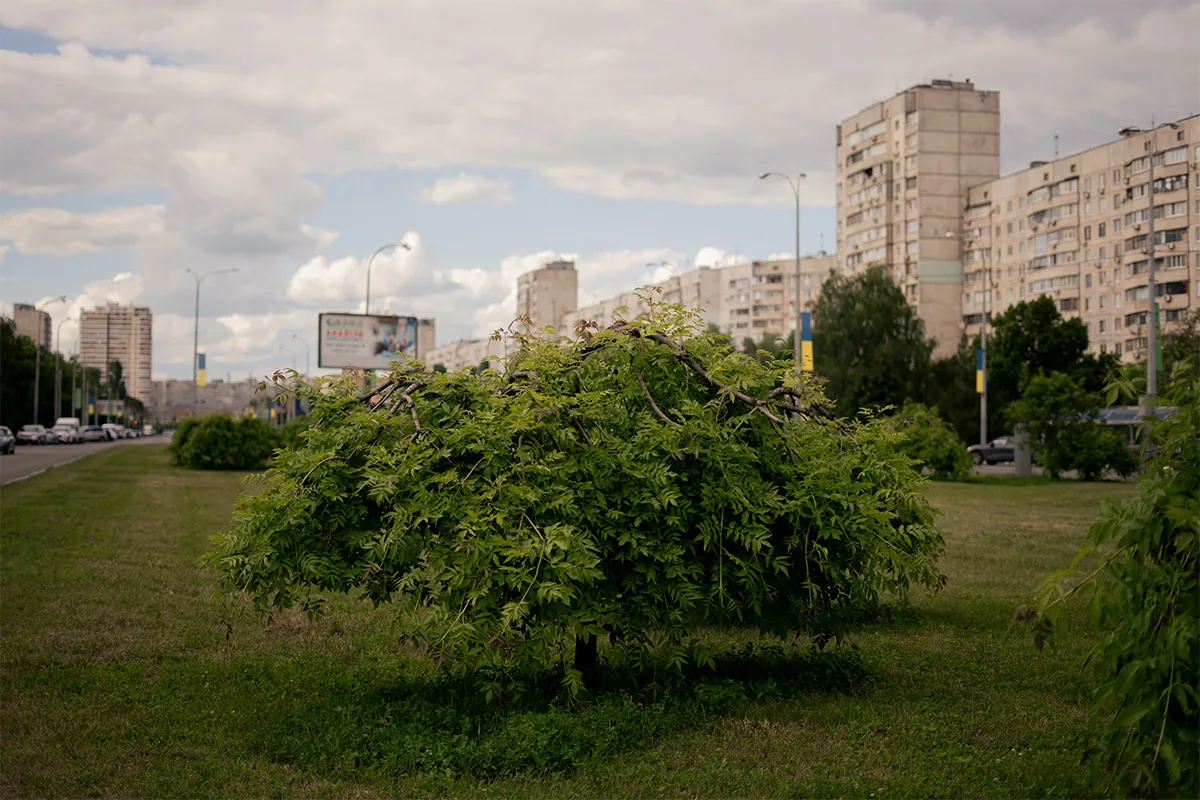дерева харків