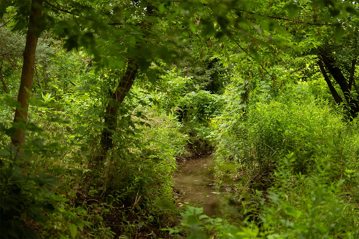 ліс харківщина