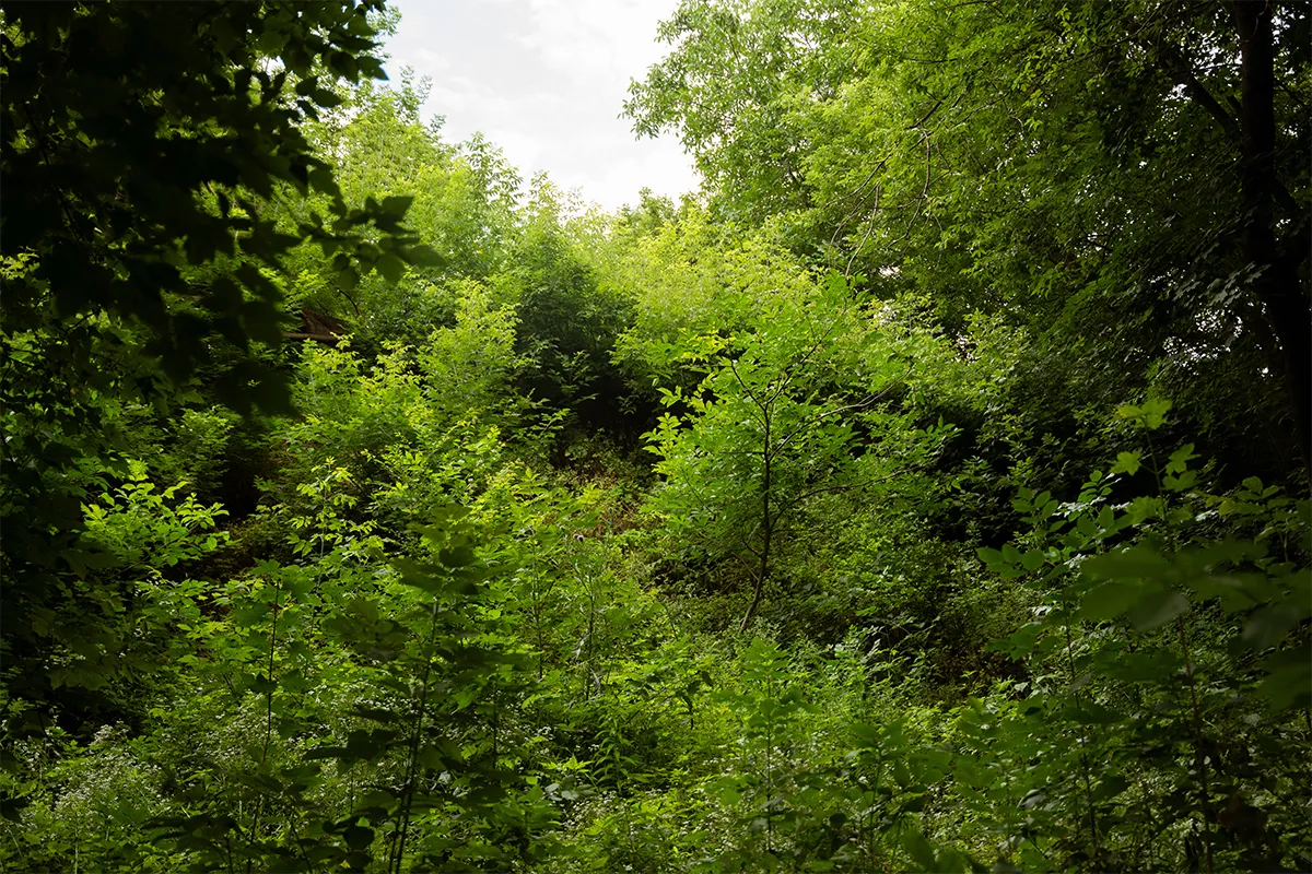 харків ліс